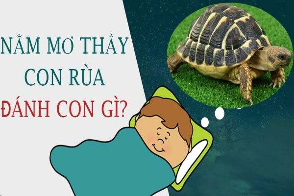 Mơ thấy rùa đánh con gì thắng lớn? Là điềm lành hay dữ?