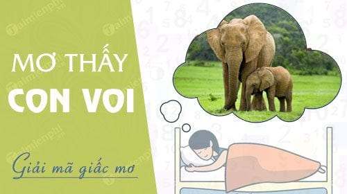 Mơ thấy con voi đánh con gì? Có điềm báo gì không?