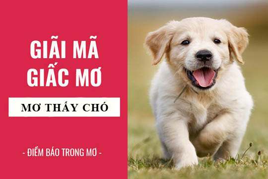 Nằm mơ thấy chó đánh con gì chính xác nhất?