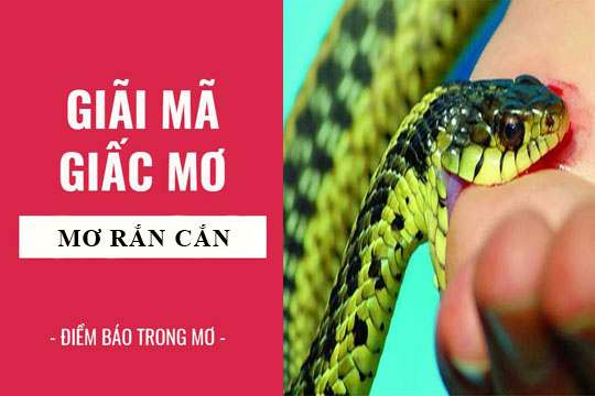 Nằm mơ thấy rắn đánh số gì chuẩn nhất?